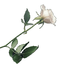 White Rose