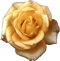 yellow rose 
