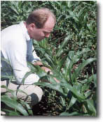 corn1.jpg (7754 bytes)