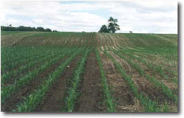 corn2.jpg (7744 bytes)