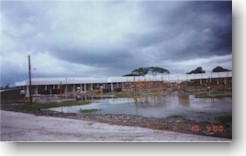 pubicmarket1.jpg (9667 bytes)