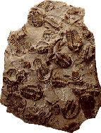 Fossils - photograph