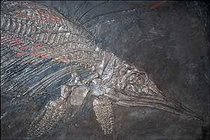 Ichthyosaur Fossil - photograph