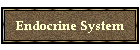 Endocrine System