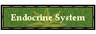 Endocrine System
