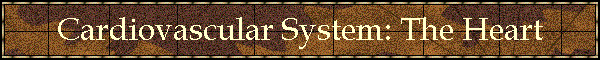 Cardiovascular System: The Heart