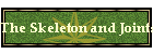 The Skeleton and Joints