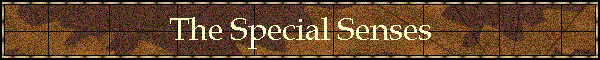The Special Senses