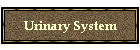 Urinary System