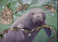 Saving Manatees