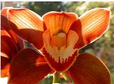 Cymbidium 1024x768 (61K)