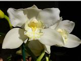 Cymbidium Portuguese Passion 'Snow Blossom'  640x480 (29.2K)