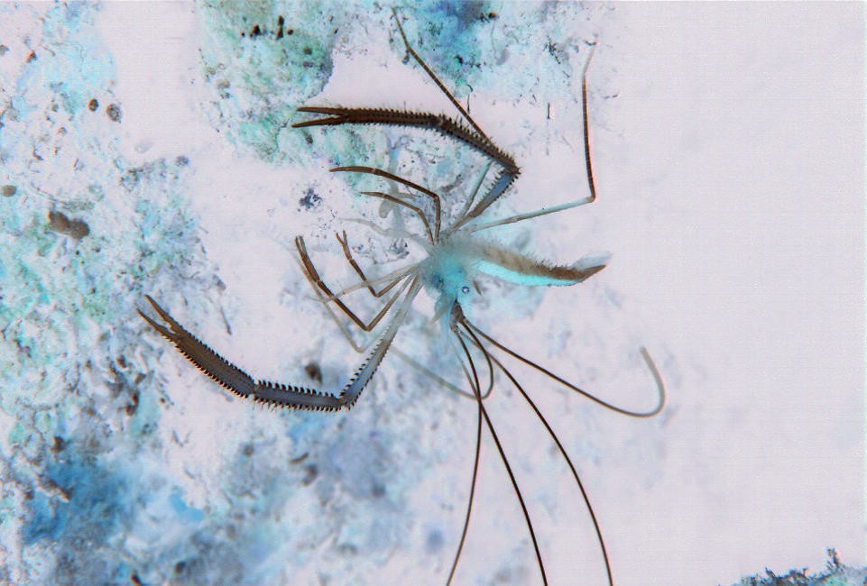 I curse you, and haunt you nightmares!