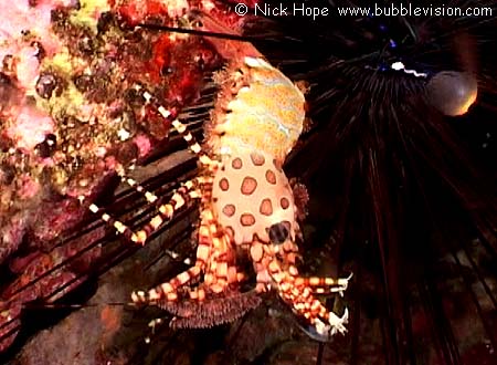 Consult the Tiny Texan.