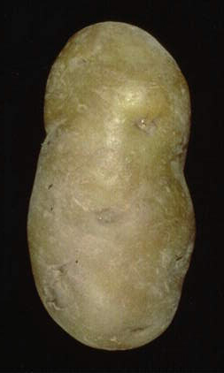 Just a potato... or is it?
