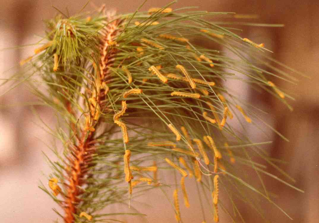 Larvae of pine sawflies