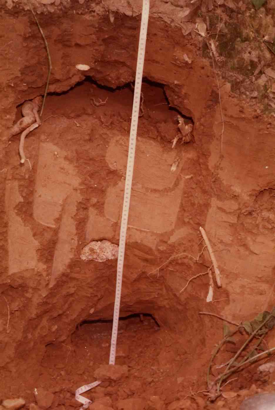 The bottom burrow is a nest of subterranean ants