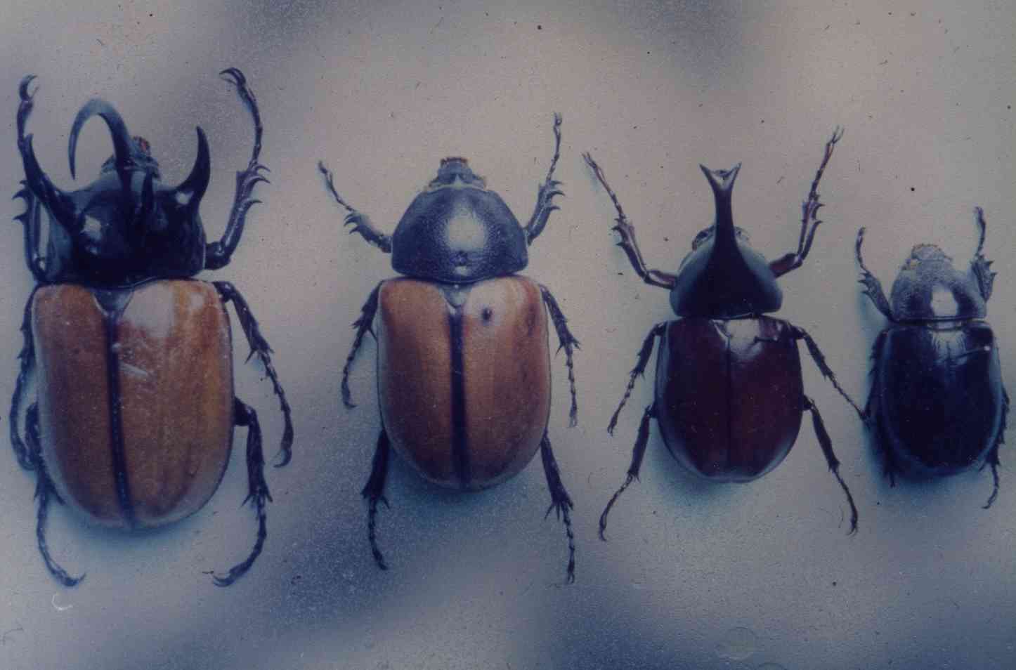 Scarab beetles