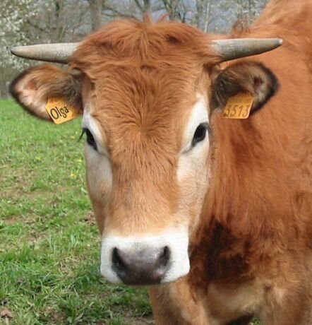 Mascotte de la Vache en Folie