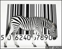 Worlds smallest zebra tries to hide behind a tin of beans