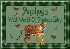 Anphog's Wild World of Photography