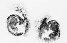 These are Søren's ear prints