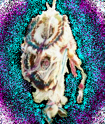 image copyright: KodaWolf