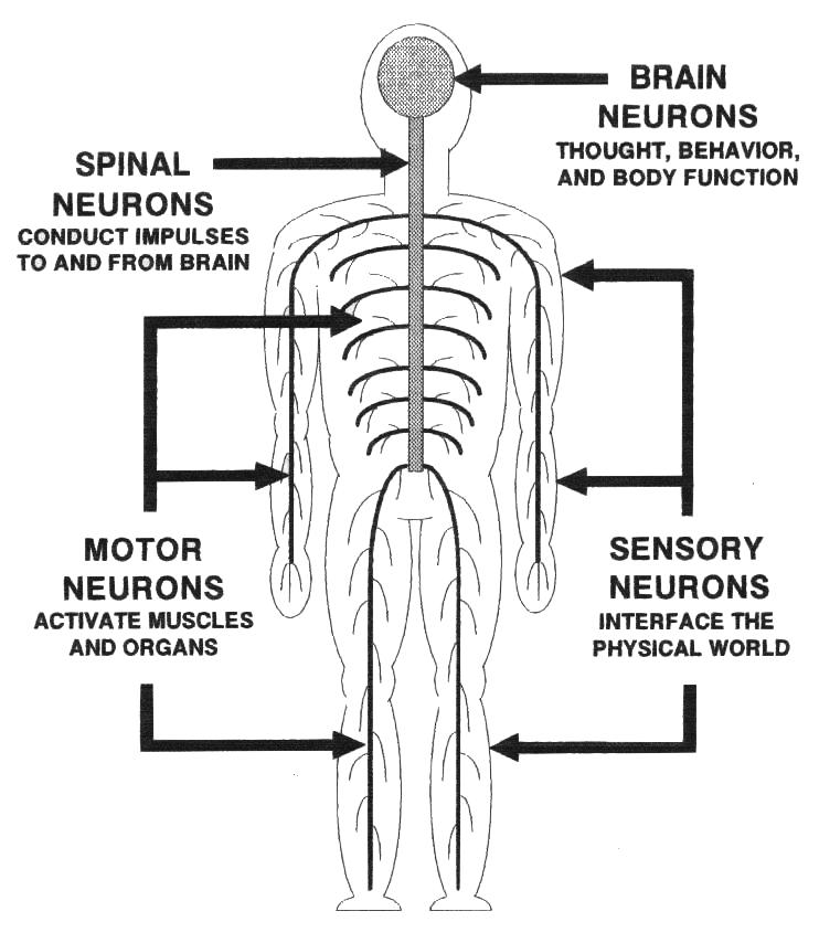 neuron types