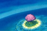 The Doom Tree on its home planet