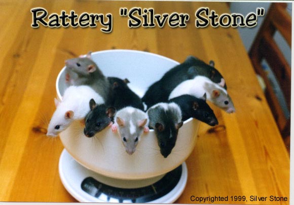 Rattery Silver Stone