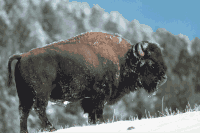 buffalo