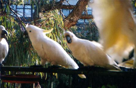 Imogen and Soren's cockatoos