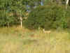 deer3.jpg (80162 bytes)