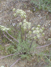 desertparsley.gif (225404 bytes)