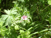 geranium.gif (185888 bytes)