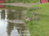 goslings11.jpg (128739 bytes)