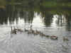 goslings13.jpg (120800 bytes)