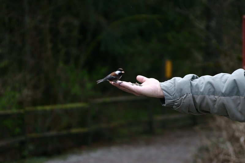 birdonhand.jpg