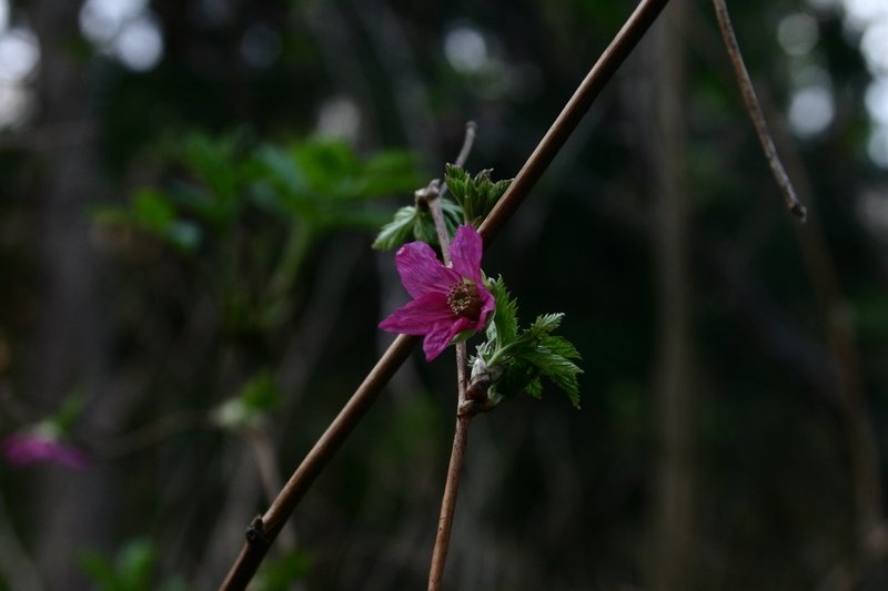 pinkflower.jpg