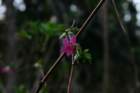 pinkflower_small.jpg