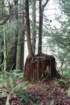 treeonstump_small.jpg