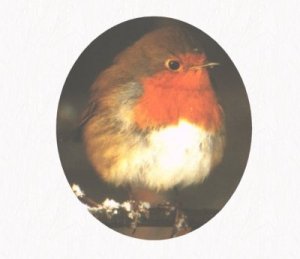Robin2branch.jpg - 10766 Bytes
