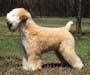 soft-coated wheaten terrier