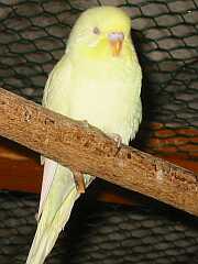 Albino mit Gelbgesichtsfaktor