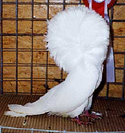 Champion de France Blanc � D. NIBEAUDEAU