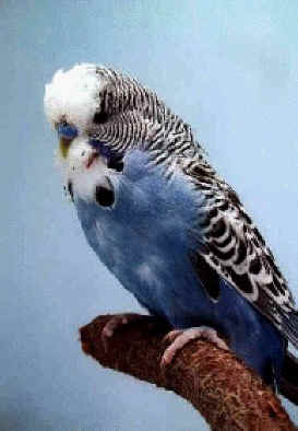 slate.jpg (17851 bytes)