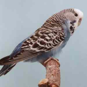 slatehen.jpg (6699 bytes)