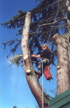 Climber in action on a Cedar growing near the back of house in Oakleigh