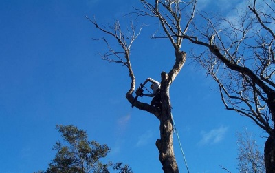 Climber safely dismantling a dead gum.