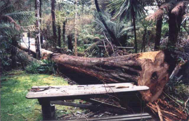 A 200ft long Mountain Ash that fell over parallel to a property in Belgrave. The log was salvaged for milling & the people in the house where very lucky as they where home when it fell!